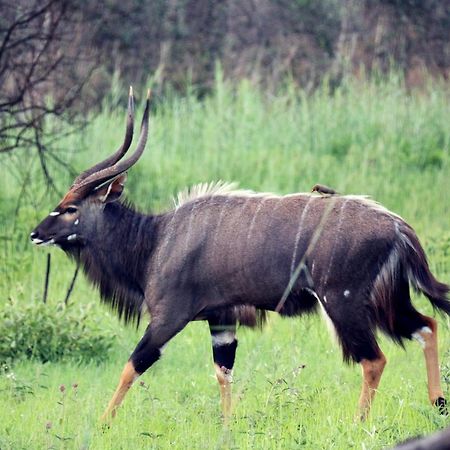 Ouklip Game Lodge Klipdrift Eksteriør bilde