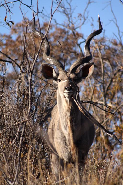 Ouklip Game Lodge Klipdrift Eksteriør bilde
